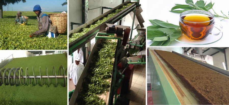 Esbelt-belts-for-the-Tea-industry