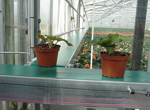 Esbelt Conveyor Belts - PU Breda for greenhouses