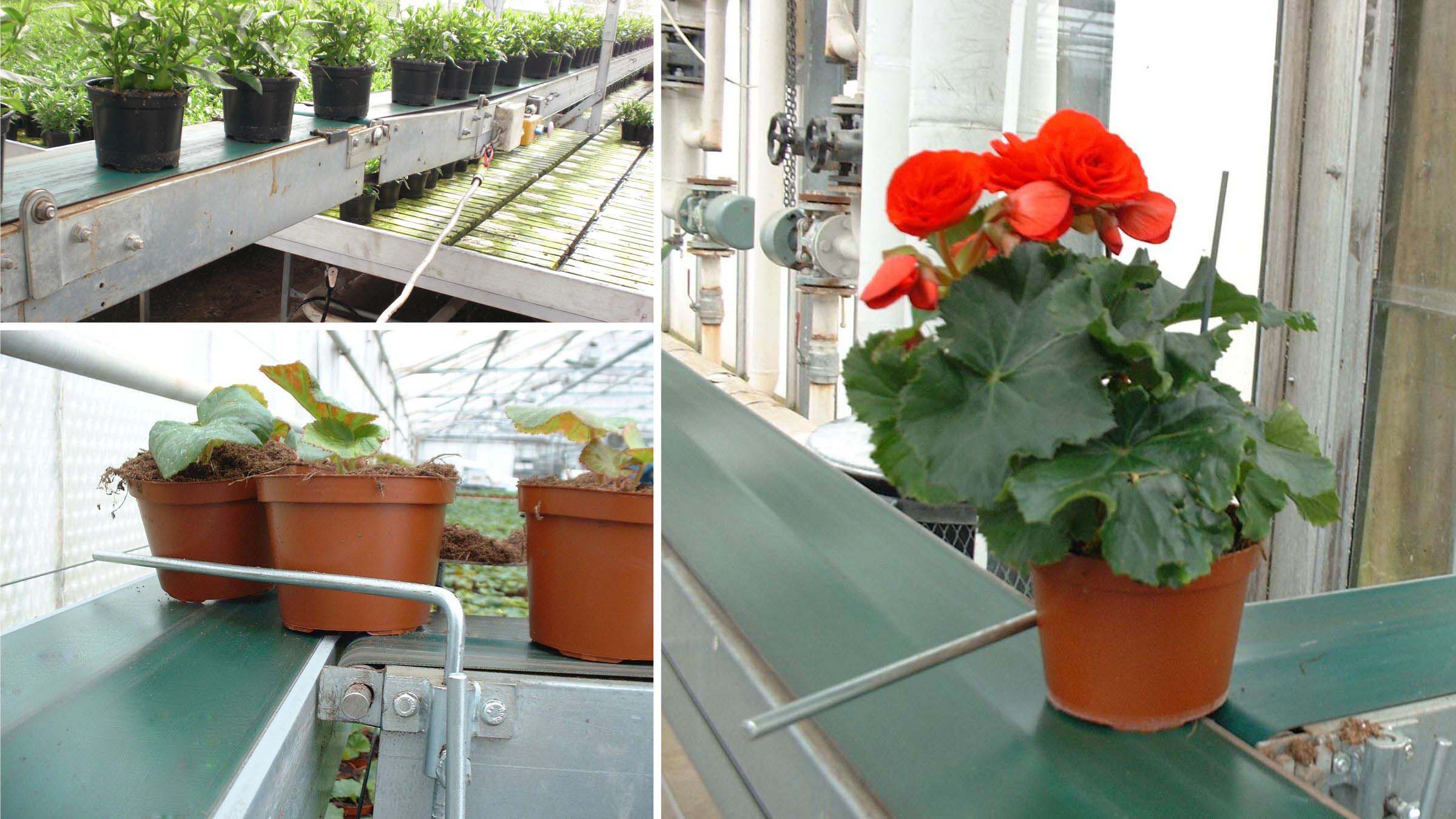 Esbelt Conveyor Belts for Greenhouses