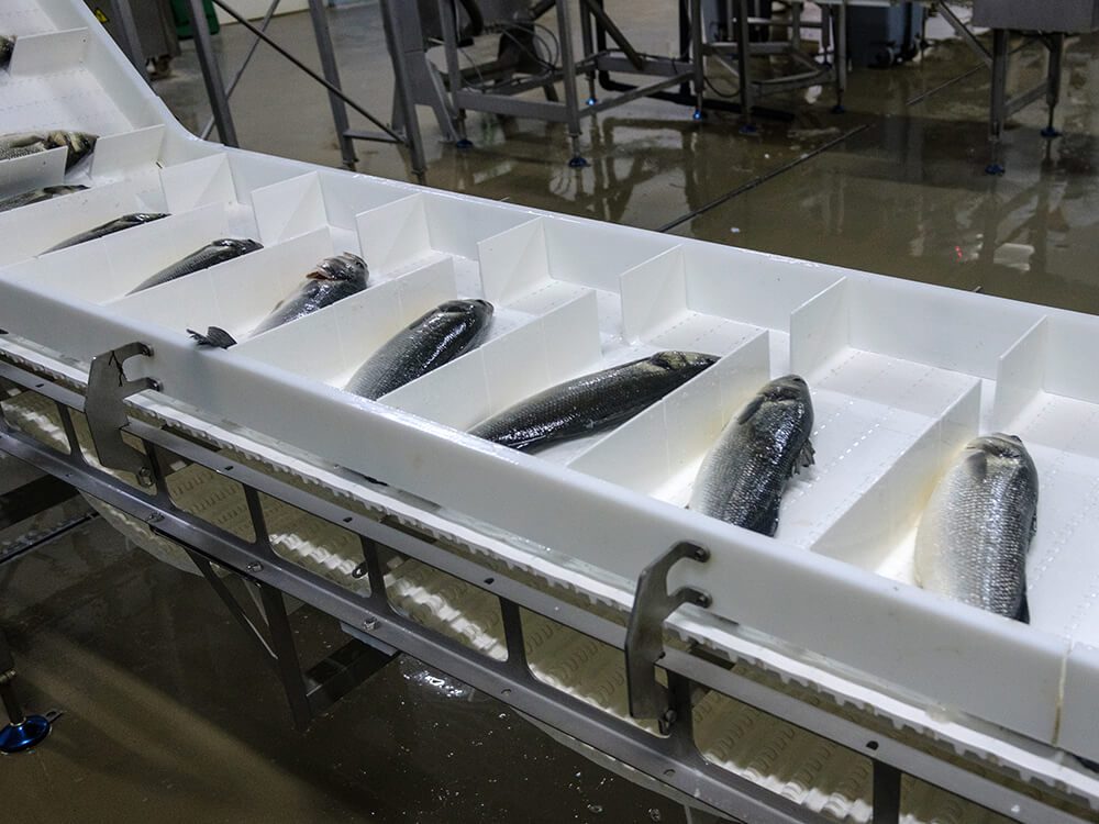banda modular-tipo_F508-1SBVE_pescado_1000x750 banda modular-tipo_F508-1SBVE_pescado_1000x750